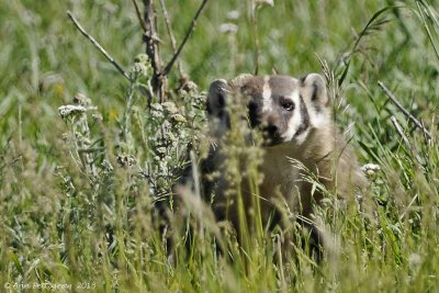 American Badger