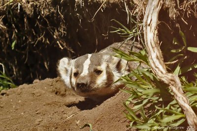 American Badger