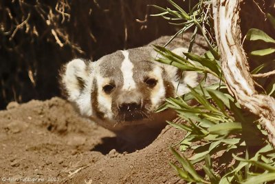 American Badger