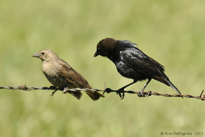 Brown-headed Cowbirds