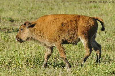 Young Bison