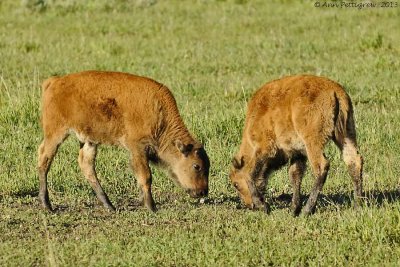 Young Bison Sparring