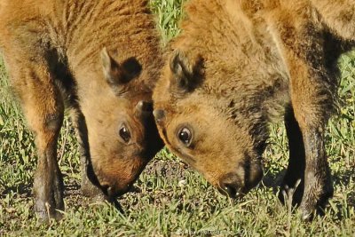 Young Bison Sparring