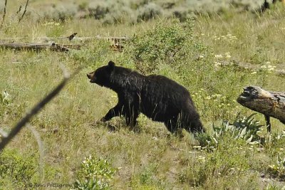 Black Bear