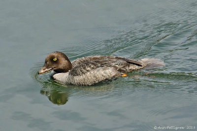 Barrow's Goldeneye