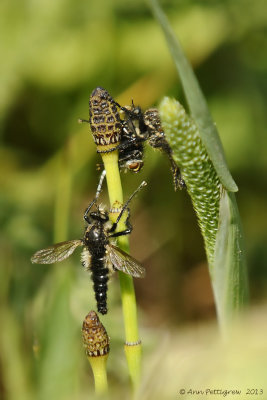 Robber Flies