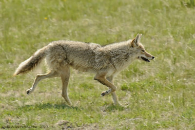 Coyote