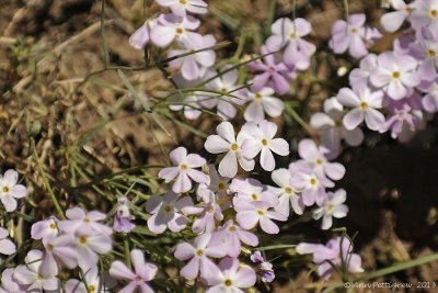 Longleaf Phlox