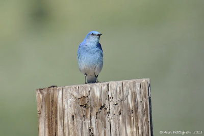 Mountain Bluebird