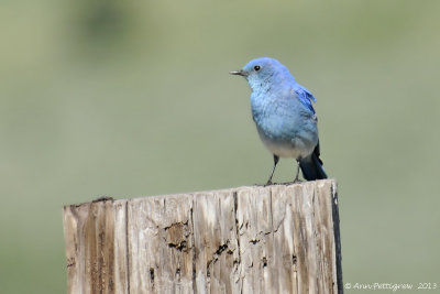 Mountain Bluebird