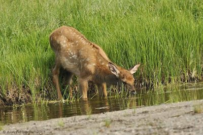 Elk-Calf-(Cervus-elaphus)---8937.jpg