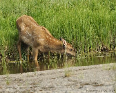 Elk-Calf-(Cervus-elaphus)---8946.jpg