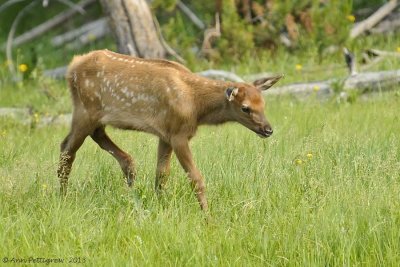 Elk-Calf-(Cervus-elaphus)---8950.jpg