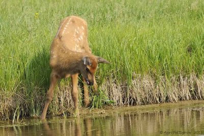 Elk-Calf-(Cervus-elaphus)---8963.jpg