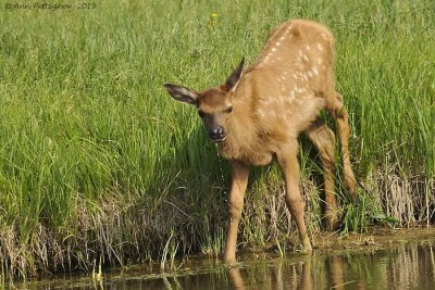 Elk-Calf-(Cervus-elaphus)---8974.jpg