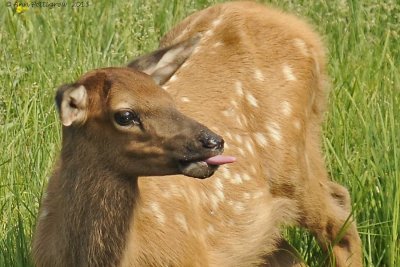 Elk-Calf-(Cervus-elaphus)---8978.jpg