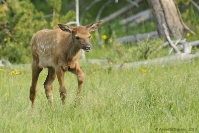 Elk-Calf-II--(Cervus-elaphus)---8947.jpg