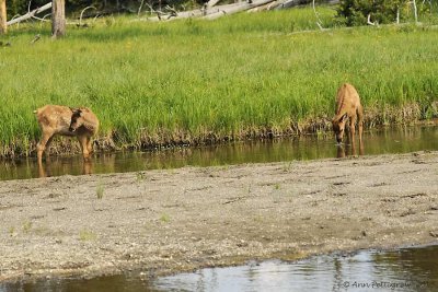 Elk-Calves---9000.jpg