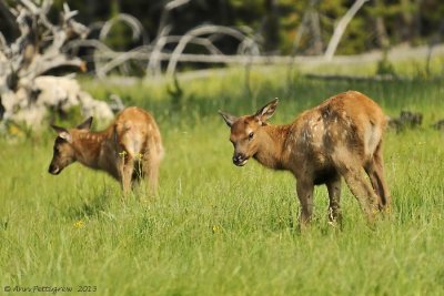 Elk-Calves---9039.jpg