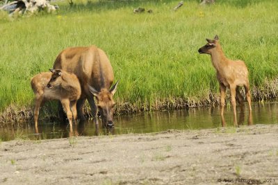 Elk-Mother-and-Calves---9030.jpg