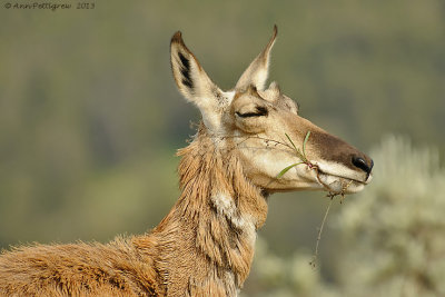 Pronghorn-Doe-Antilocapra-americana---9058.jpg