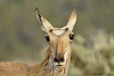 Pronghorn Doe