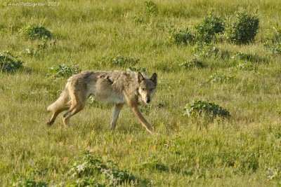 Gray Wolf