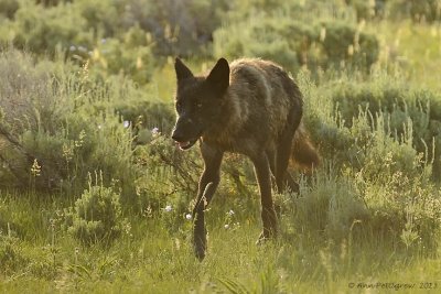 Gray Wolf