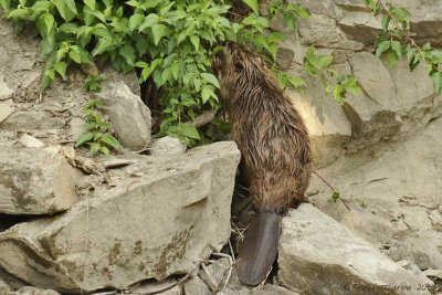 American Beaver 