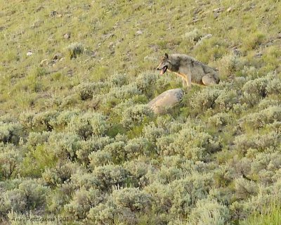 Lamar Canyon Pack