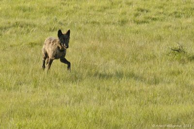 Gray Wolf