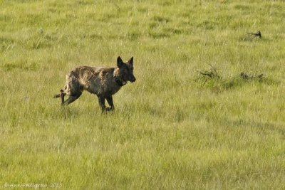 Gray Wolf