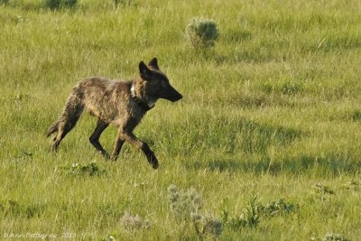 Gray Wolf