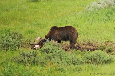 Grizzly Feeding on Bison Carcass