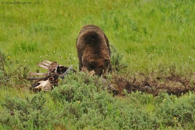 Grizzly Feeding on Bison Carcass