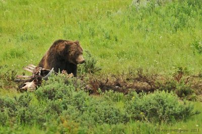 Grizzly Feeding on Bison Carcass