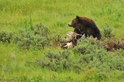 Grizzly Feeding on Bison Carcass