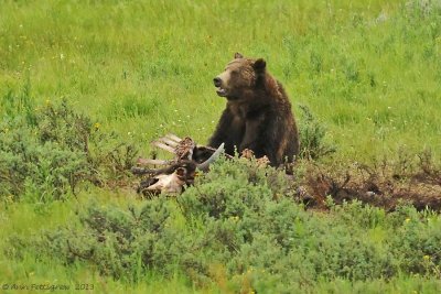 Grizzly Feeding on Bison Carcass