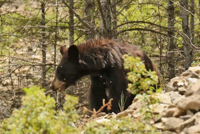 Black Bear