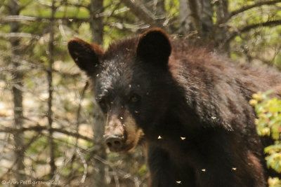 Black Bear