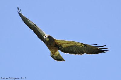 Swainson's Hawk