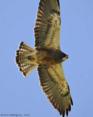 Swainson's Hawk