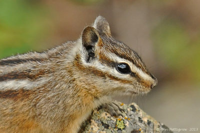 Least Chipmunk