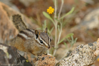 Least Chipmunk