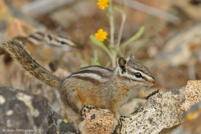 Least Chipmunk