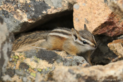 Least Chipmunk