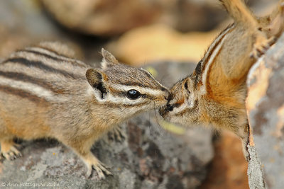 Least Chipmunk