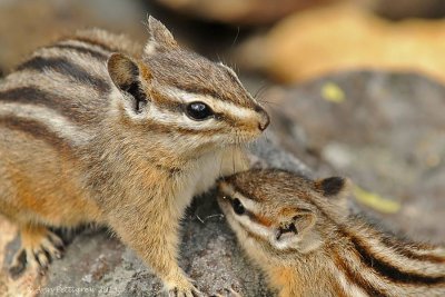 Least Chipmunk