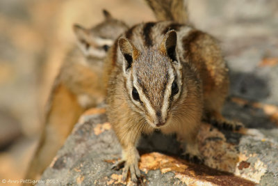 Least Chipmunk