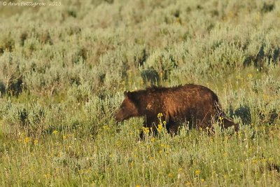 Grizzly Cub